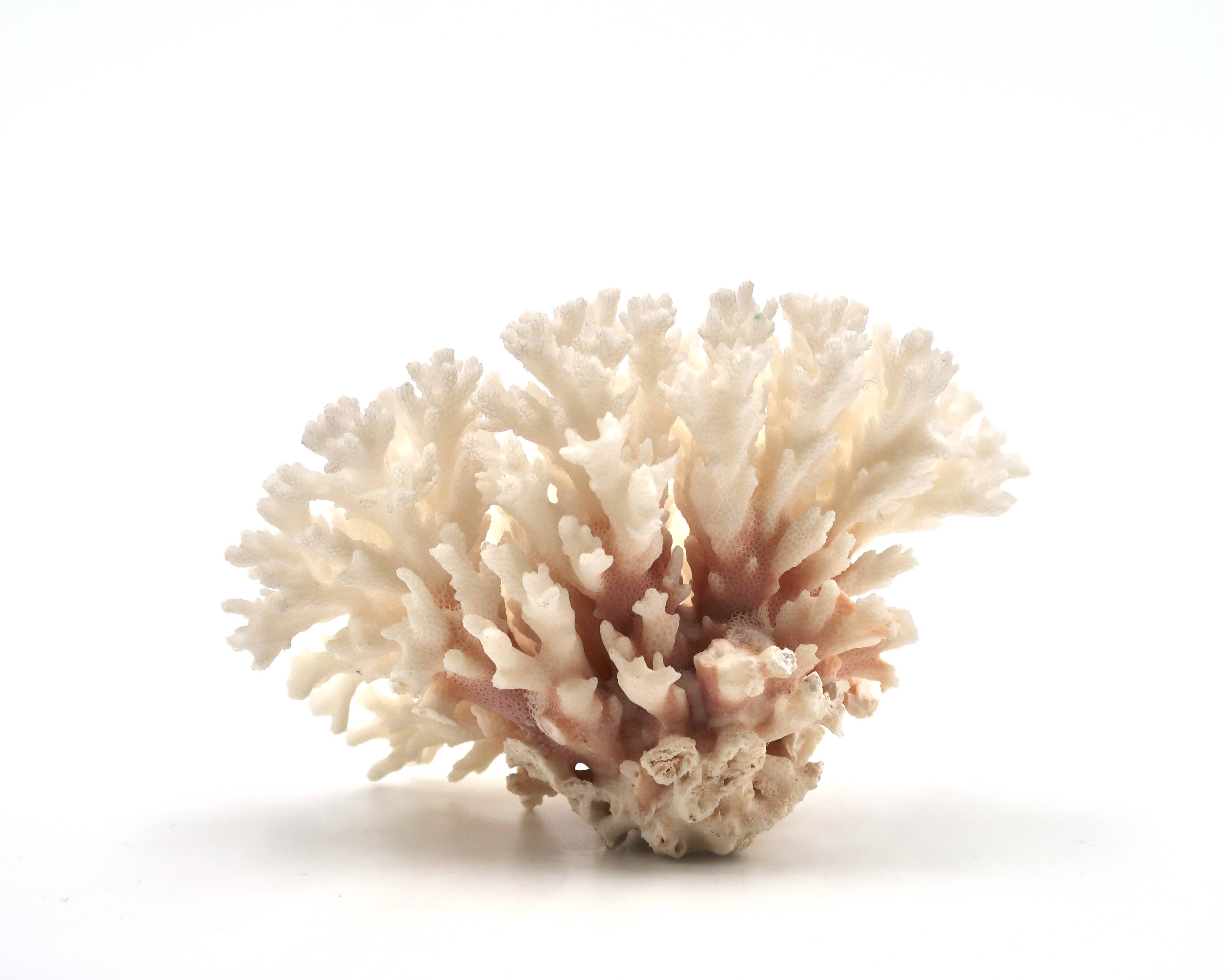 Old branch of white coral, 1970s