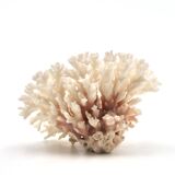 Old branch of white coral, 1970s