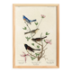 Poster about buntings, based on an old engraving from 1827.