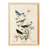 Poster about buntings, based on an old engraving from 1827.
