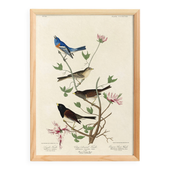 Poster about buntings, based on an old engraving from 1827.