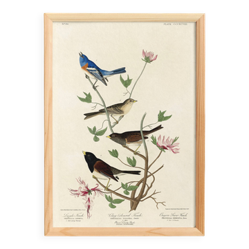 Poster about buntings, based on an old engraving from 1827.