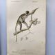 Antique engraving from 1849. Monkey by J. Werner. Zoology of Orbigny. Savannah
