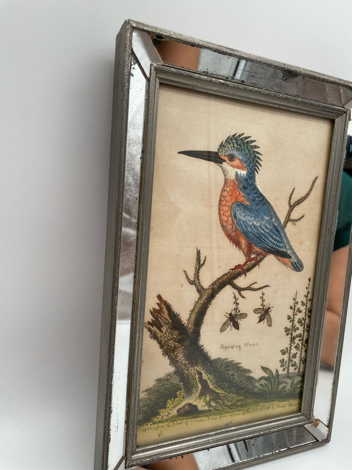 Antique engraving of bird naturalist, by Georges Edwards.