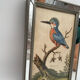 Antique engraving of bird naturalist, by Georges Edwards.