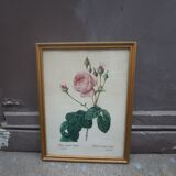 Pink botanical board