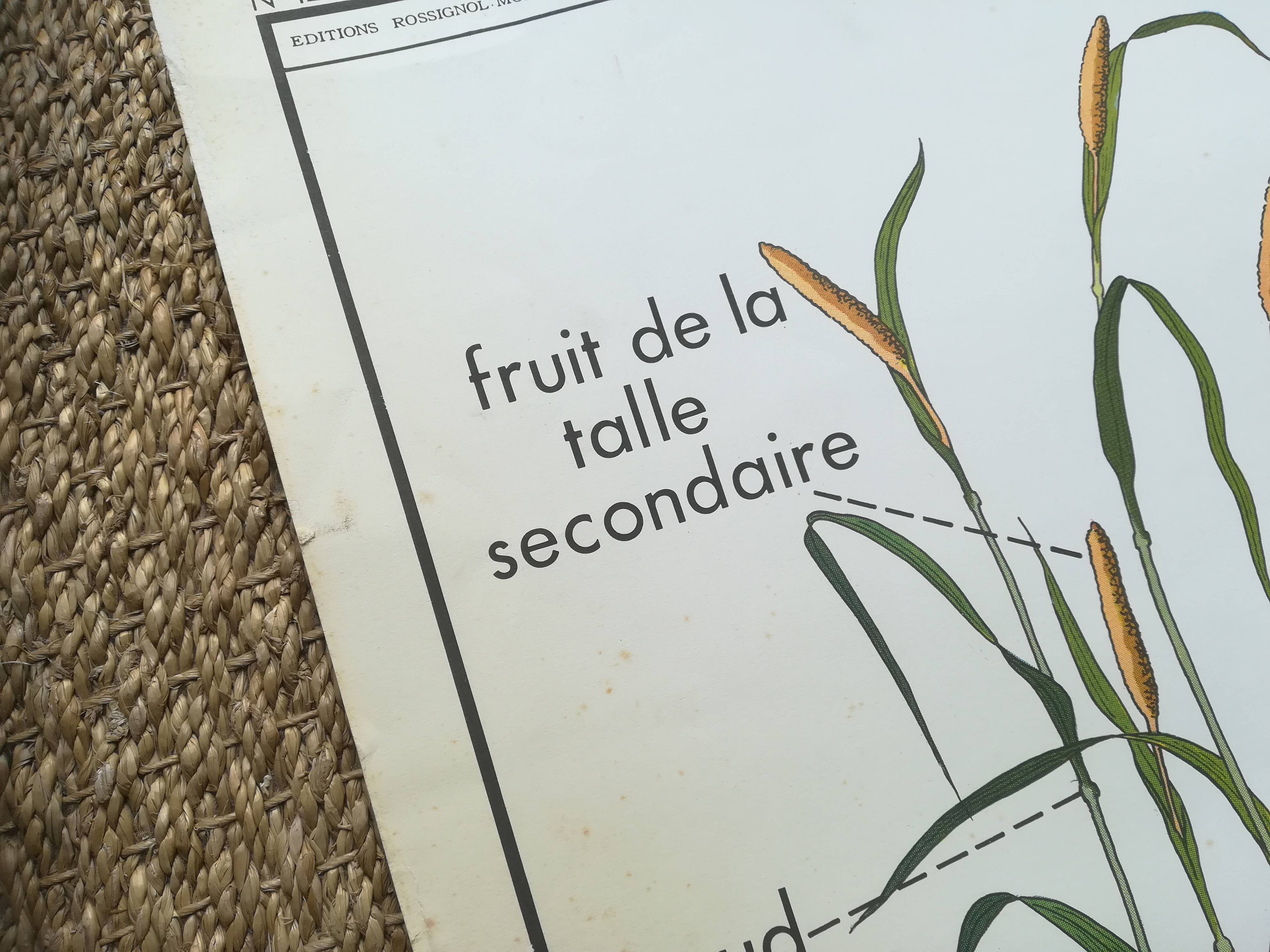 Affiche pédagogique Rossignol "Le maïs et le mil" vintage.