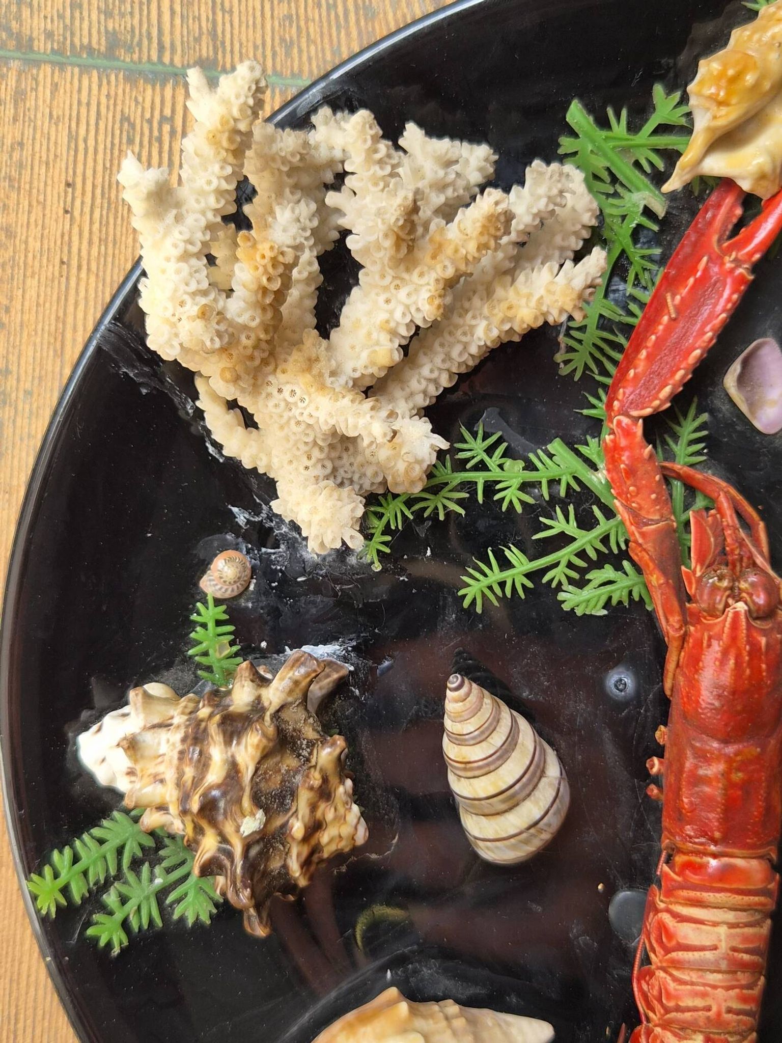 Unusual vintage wall plate seafood curiosity cabinet