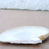 Natural pearl oyster mother-of-pearl pocket emptier, 1970s