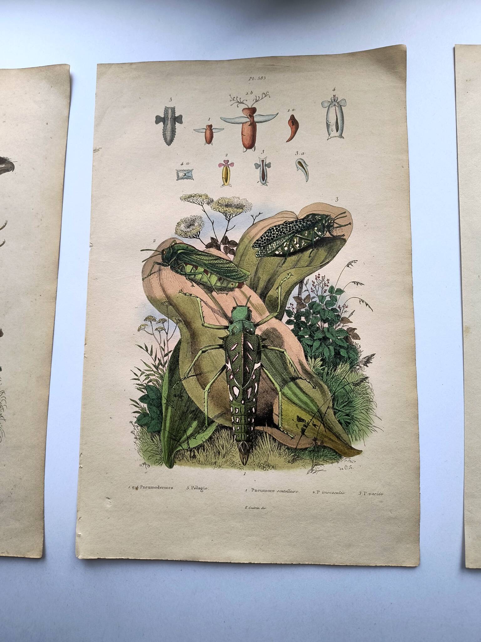 Lot of 3 old engravings from 1839 - Crickets and birds of prey - Colored plates