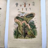 Lot of 3 old engravings from 1839 - Crickets and birds of prey - Colored plates
