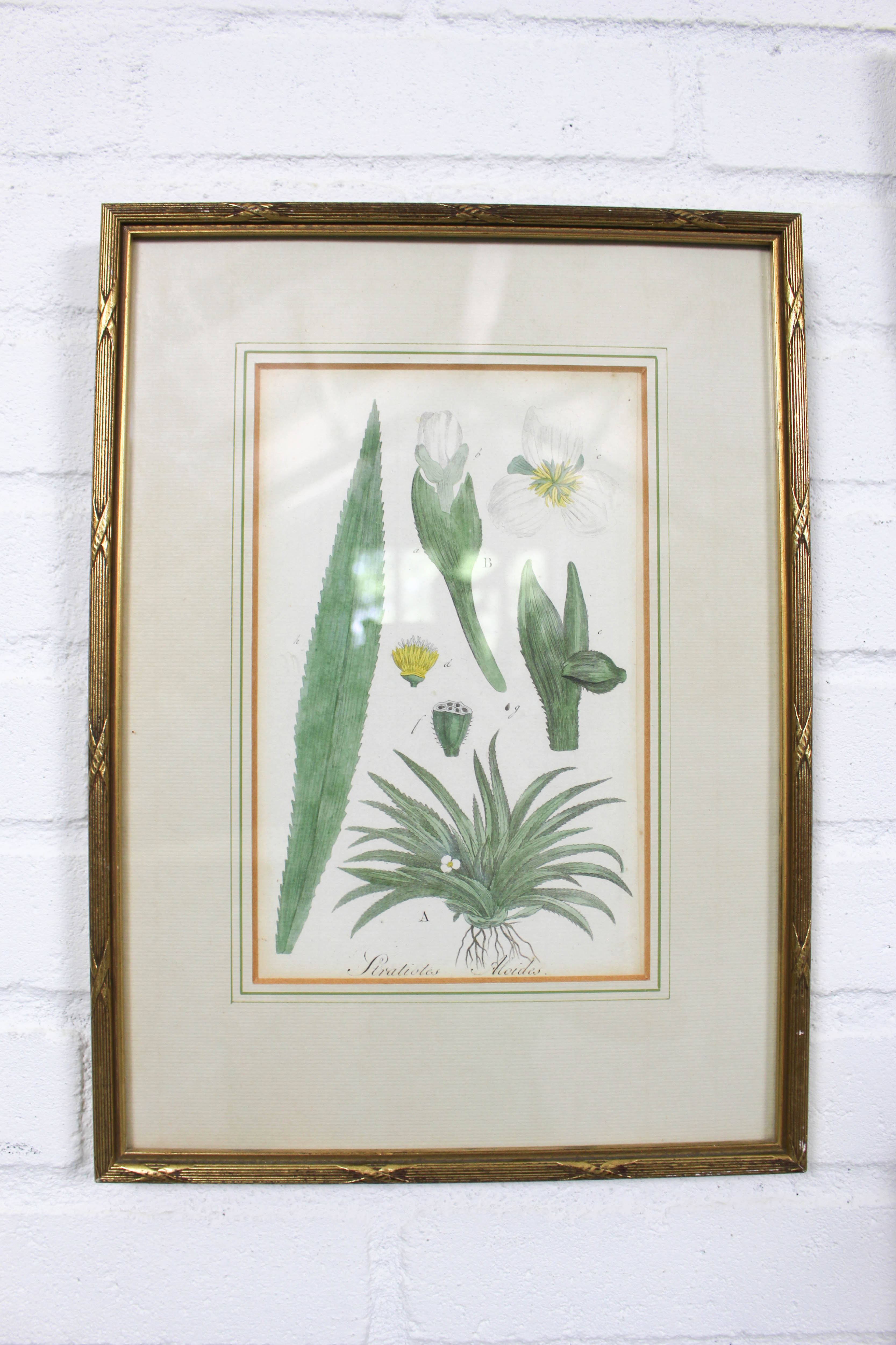 Set of 3 copperplate engravings from the famous book "Flora Batava, 1807"-1814