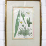 Ensemble de 3 gravures sur cuivre du célèbre livre « Flora Batava, 1807 »-1814