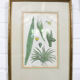 Set of 3 copperplate engravings from the famous book "Flora Batava, 1807"-1814
