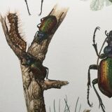 Illustration ancienne "insectes", années 60