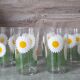 Service at orangeade daisies