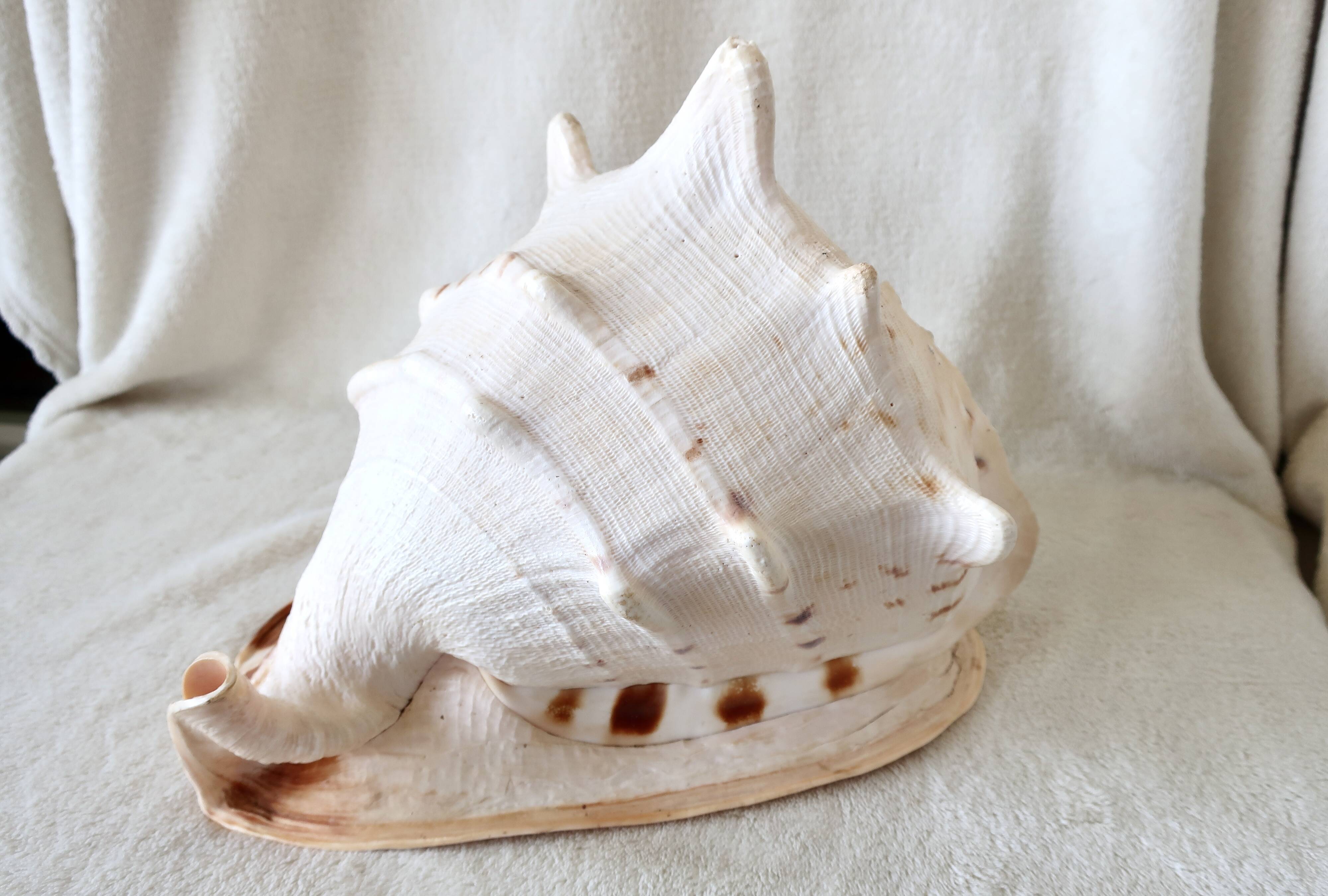 Rare and Large "Cassis Cornuta", Horned Helmet 32 cm, TBE