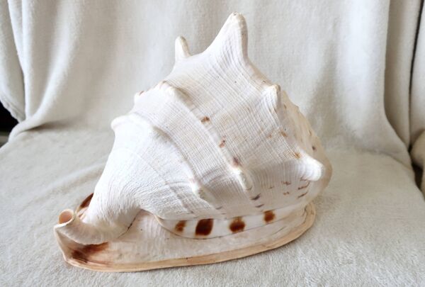 Rare et Grand ''Cassis Cornuta'', Casque Cornu 32 cm, TBE
