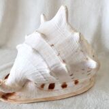 Rare and Large "Cassis Cornuta", Horned Helmet 32 cm, TBE