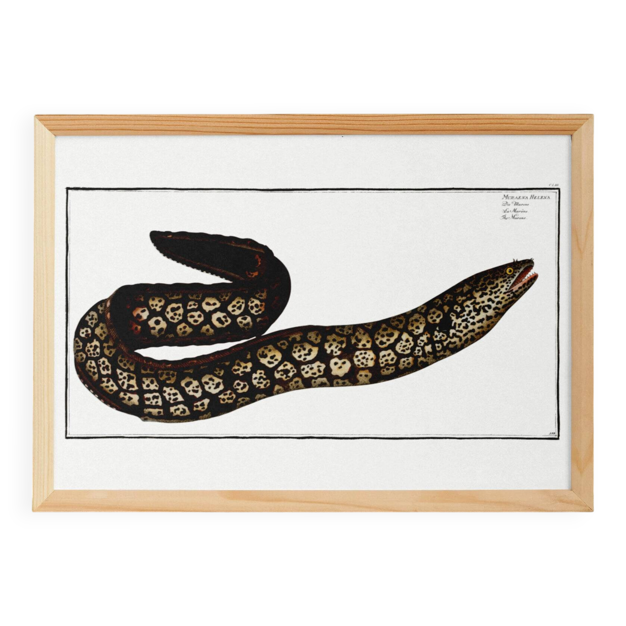 Poster about the moray eel, based on an old engraving from 1746.