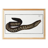 Poster about the moray eel, based on an old engraving from 1746.