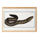 Poster about the moray eel, based on an old engraving from 1746.