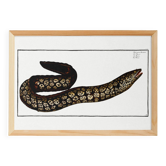 Poster about the moray eel, based on an old engraving from 1746.