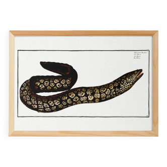 Poster about the moray eel, based on an old engraving from 1746.