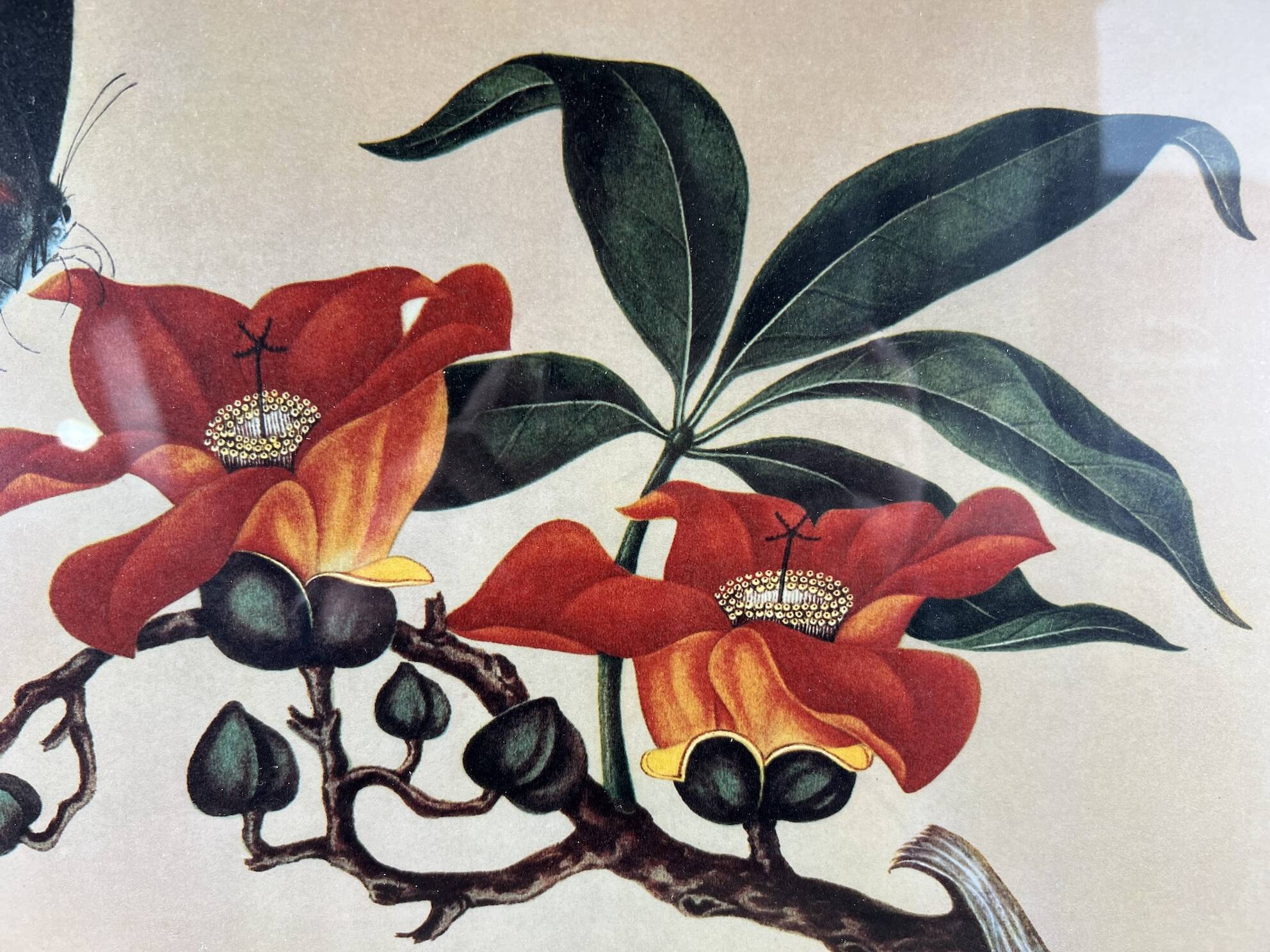 Framed flower and butterfly poster