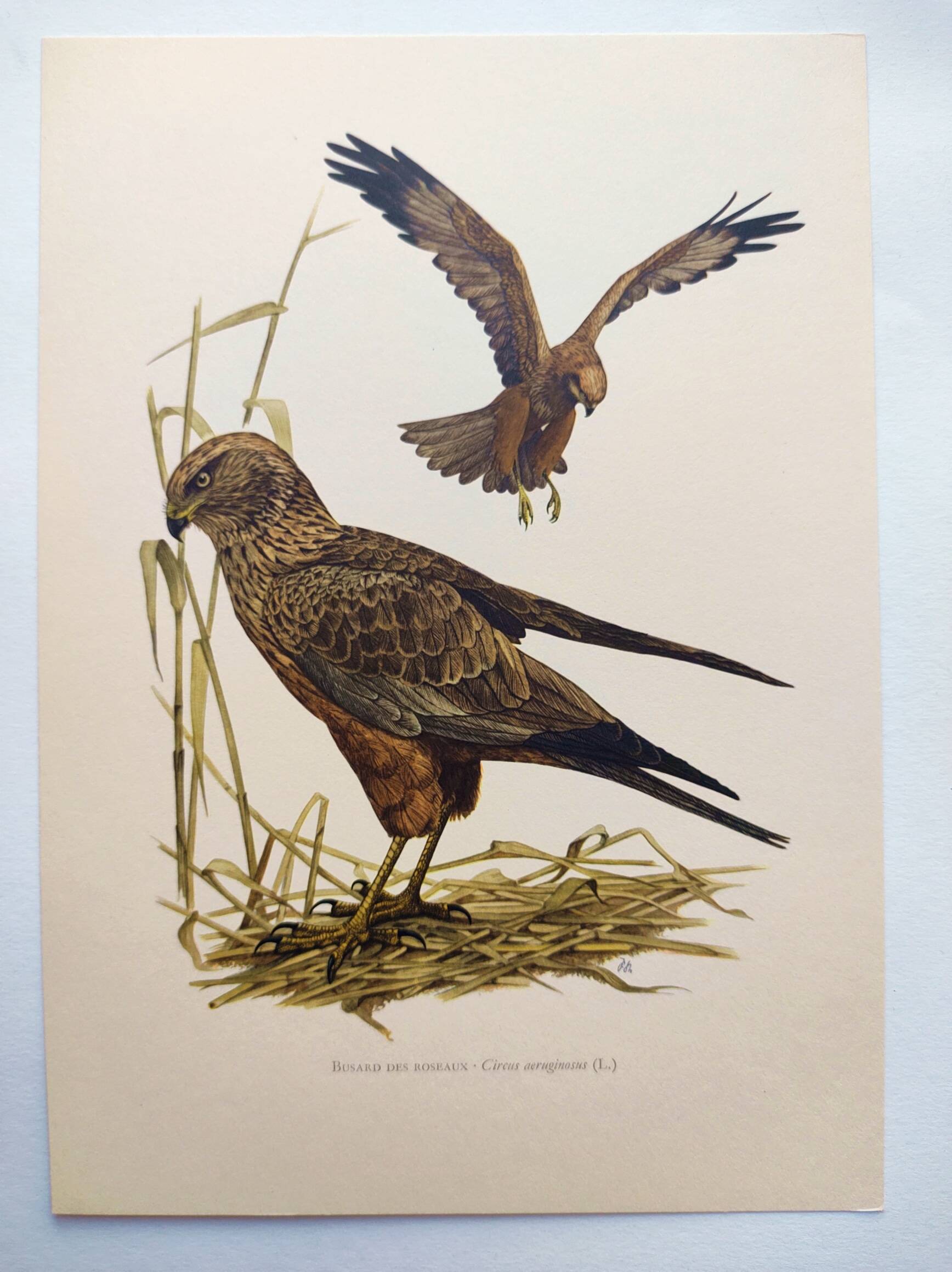 Old bird board 1960s - Marsh Harrier - animal image