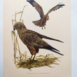 Planche ancienne oiseaux Années 1960 - Busard des Roseaux - image animale