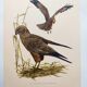 Old bird board 1960s - Marsh Harrier - animal image