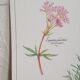 Affiche botanique tisane