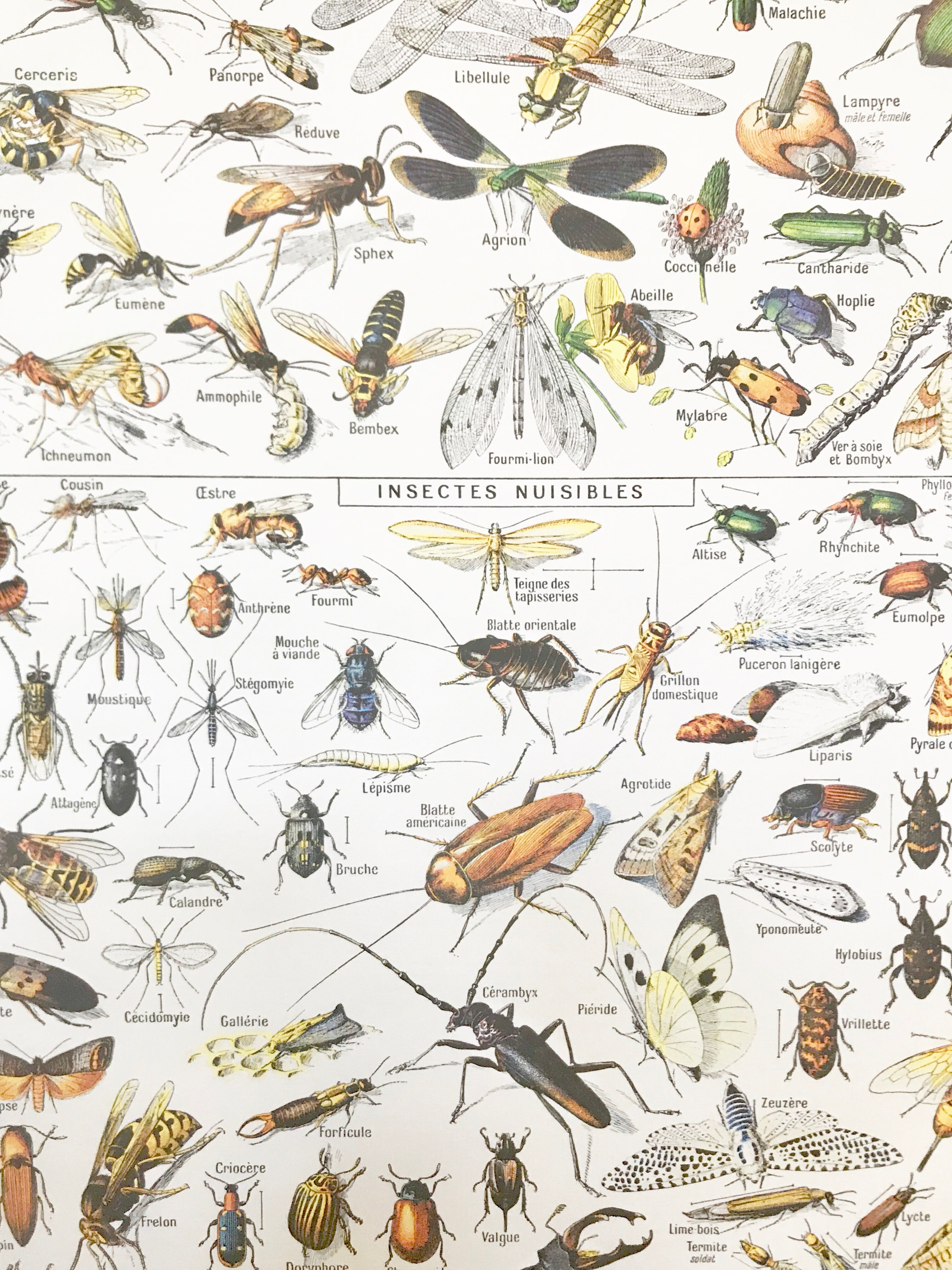 Displayed in colors representative of insects