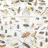 Displayed in colors representative of insects