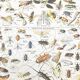 Displayed in colors representative of insects