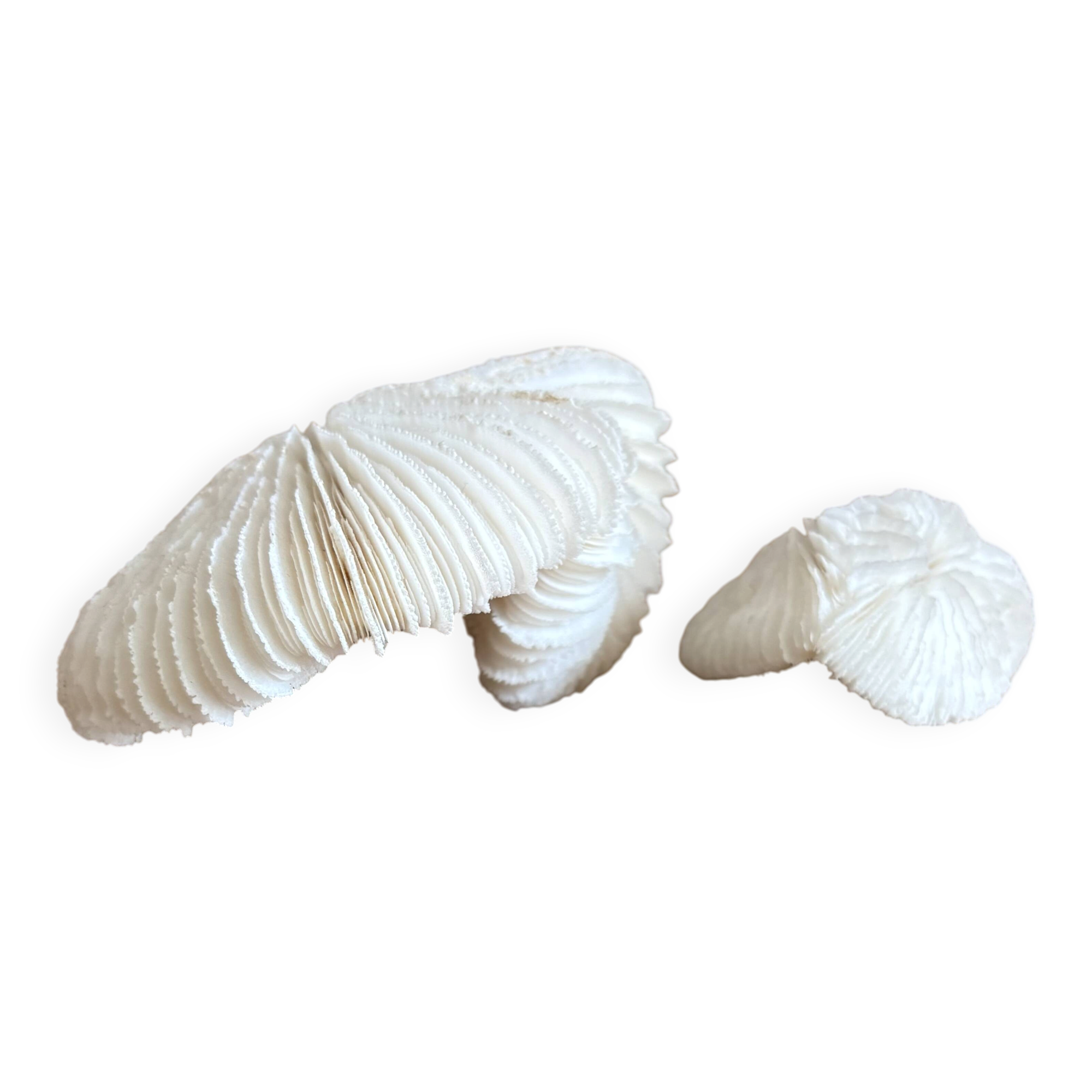 Coral Fungia "shark cushion"