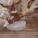 Coral on plinth
