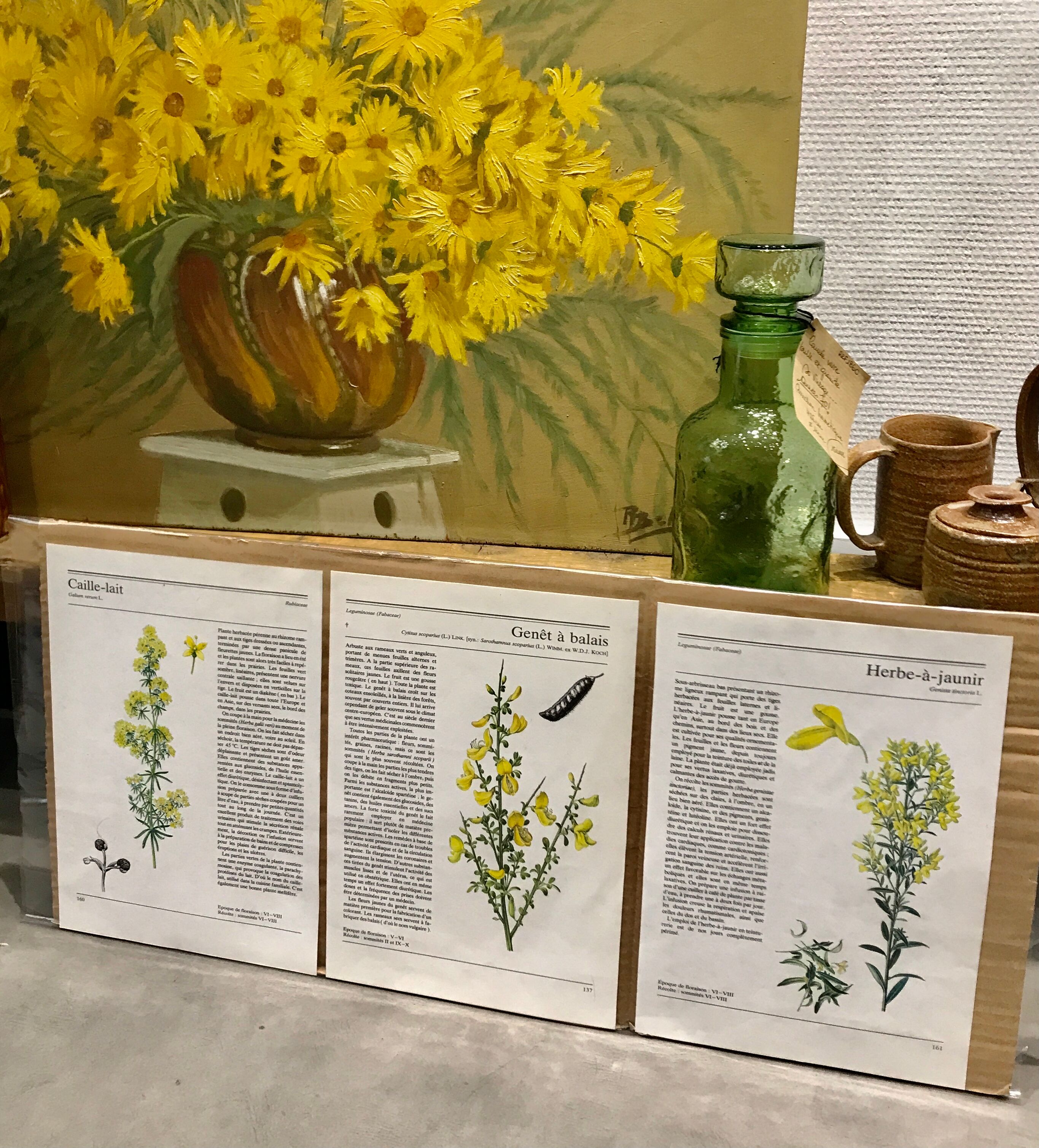 Botanical illustrations 80s Broom