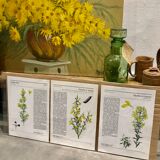 Botanical illustrations 80s Broom