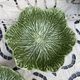 Petits saladiers en barbotine chou