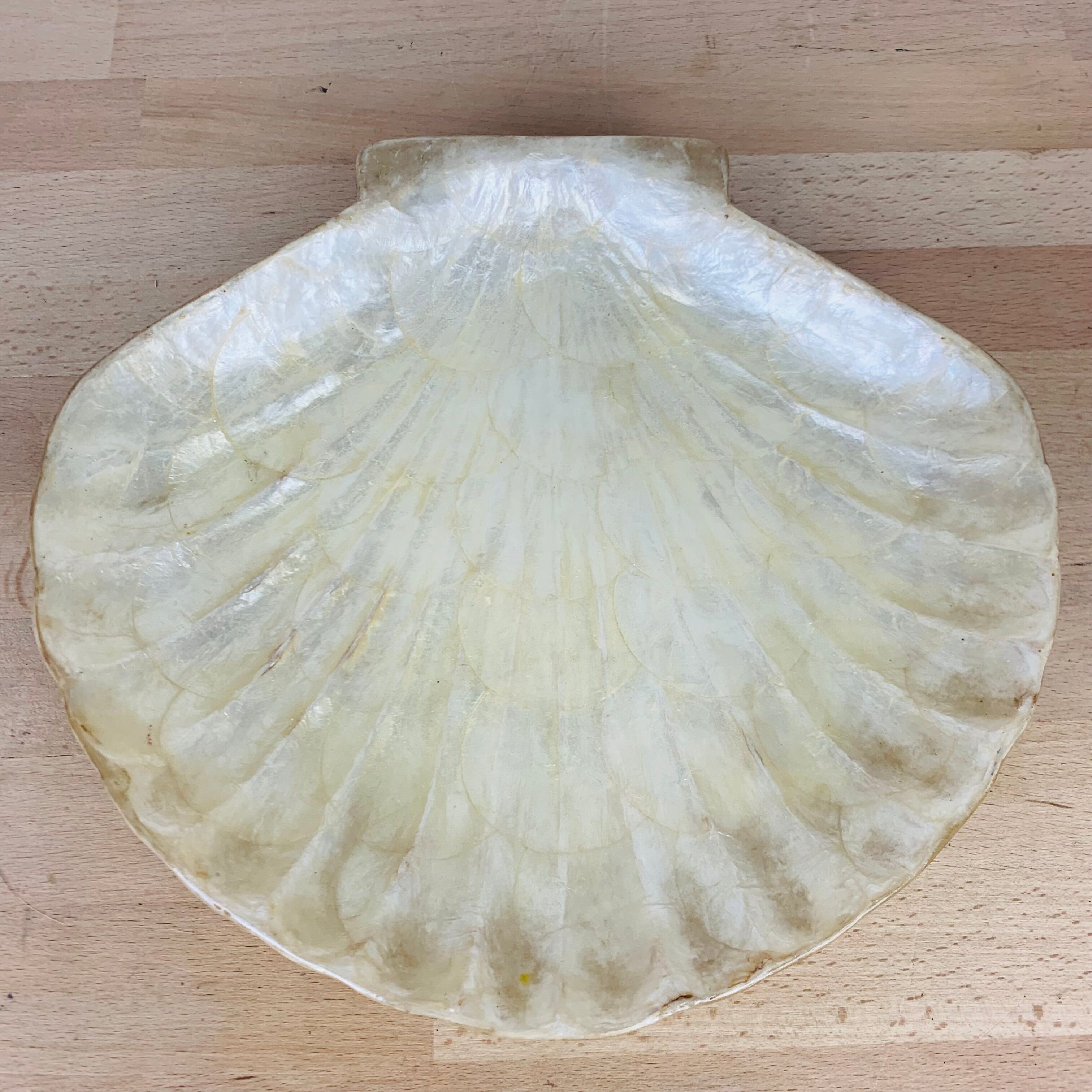 Empty pocket shell mother-of-pearl 60s