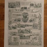 Lithographie originale sur les algues