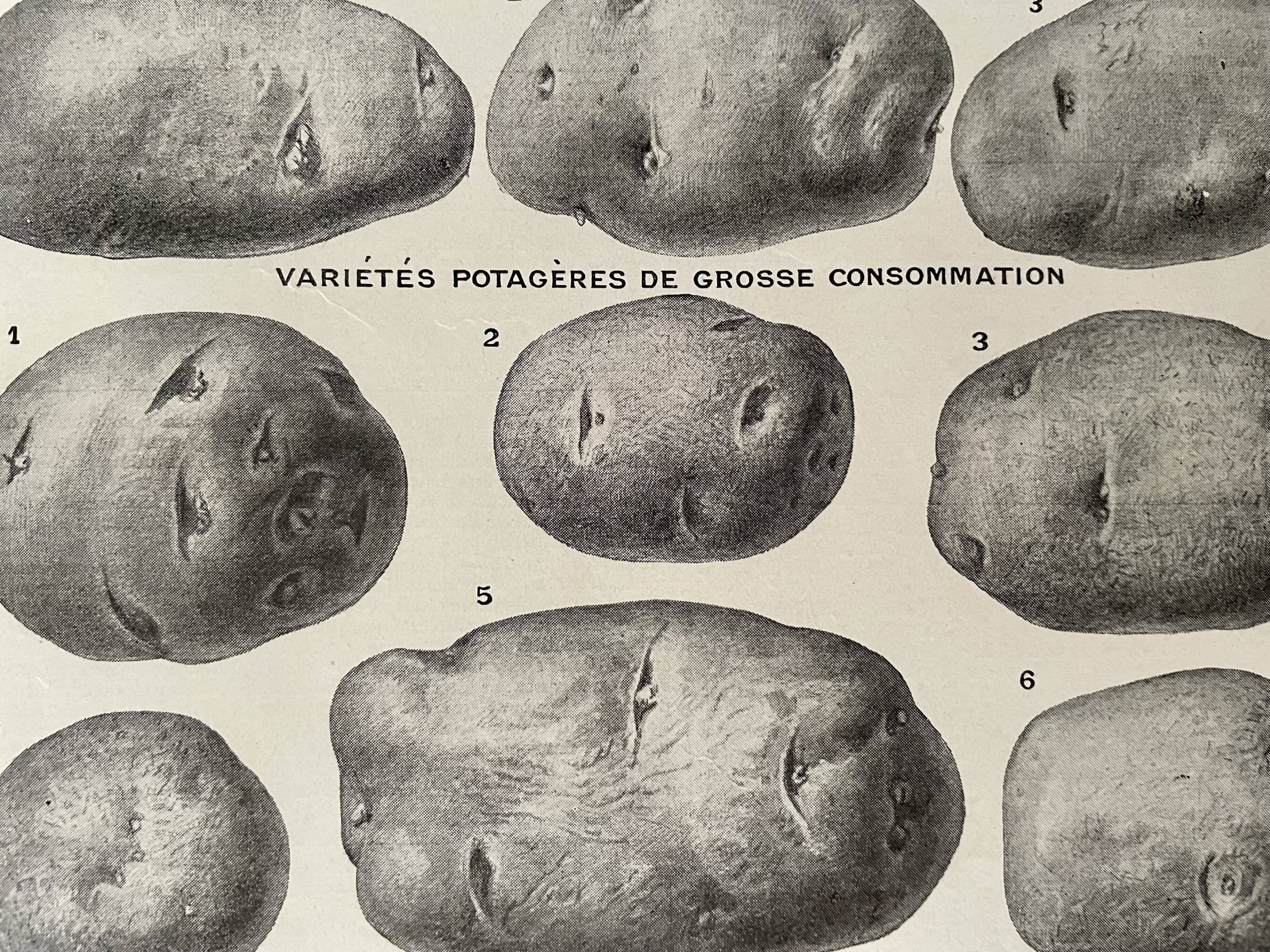 Lithograph on the potato from 1921