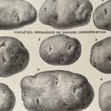 Lithograph on the potato from 1921