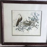 9 old ornithological engravings