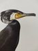 Old bird plate 1960 - Great Cormorant - Ornithological nature illustration