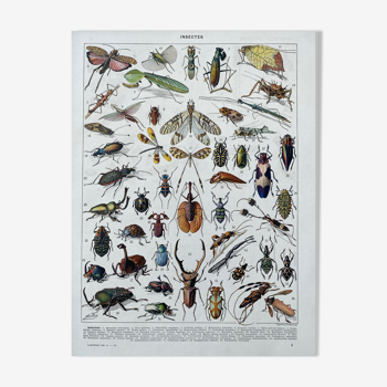Illustration Millot "insects"