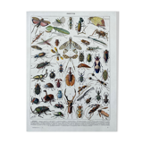 Illustration Millot "insects"