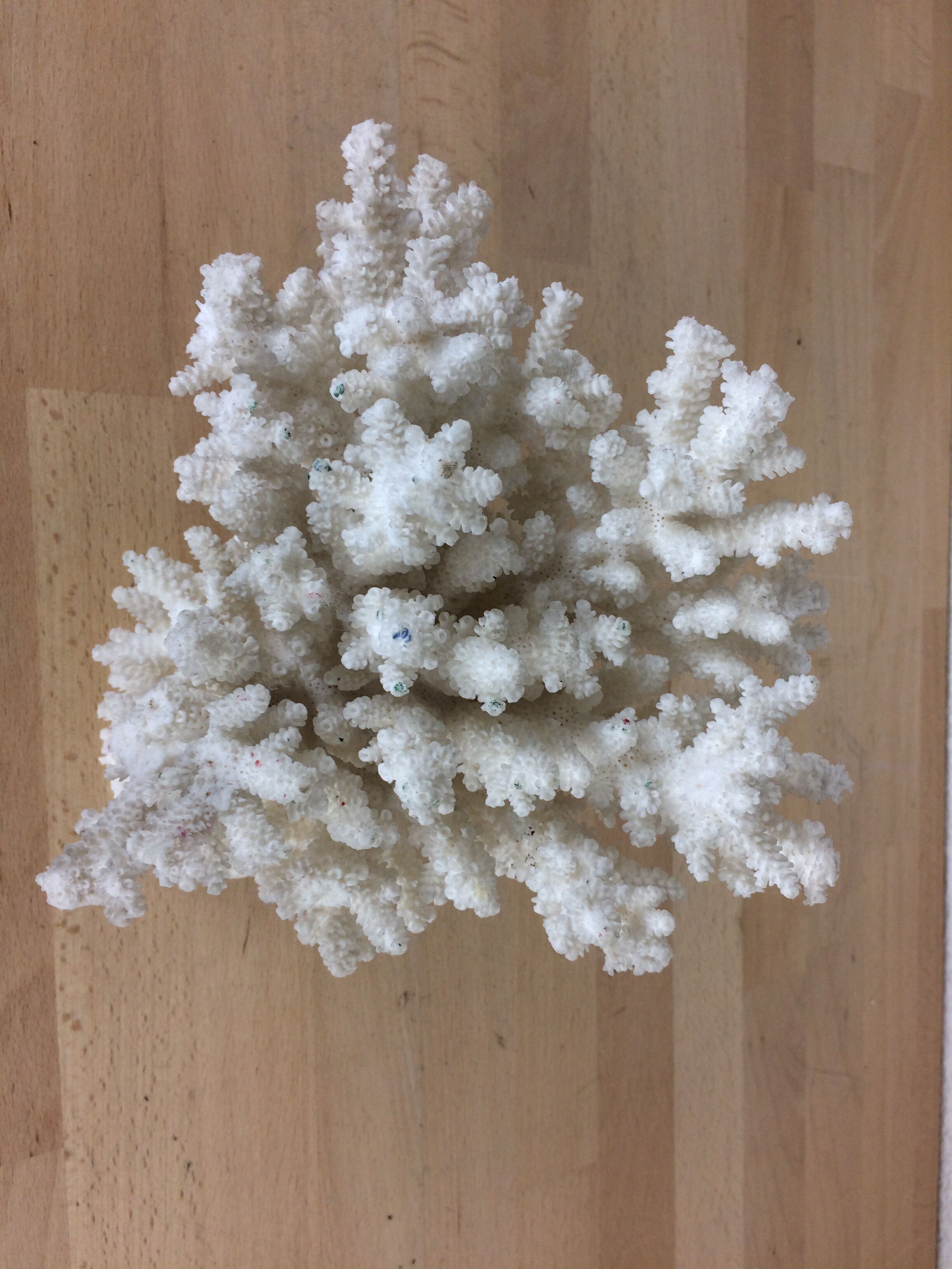 Natural ancient white coral 20 cm